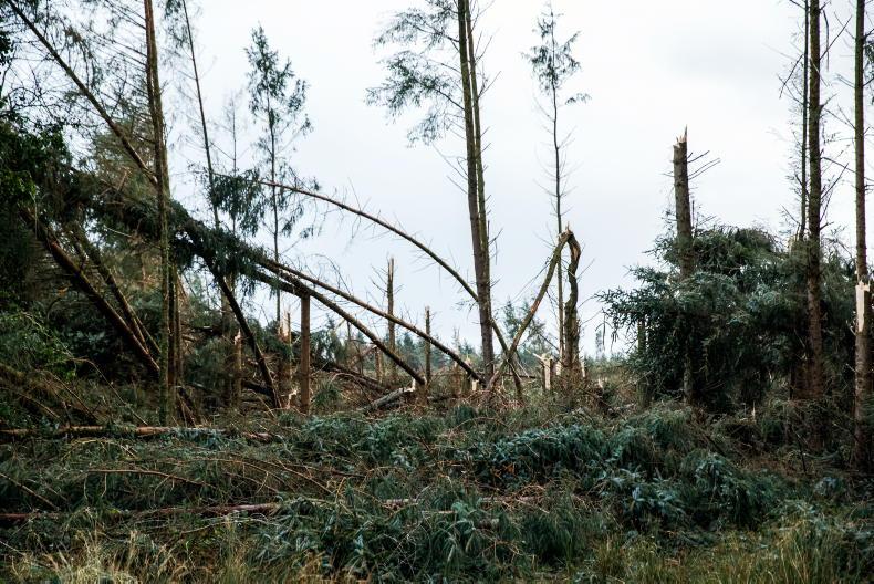 New bill to end trees being planted near power lines