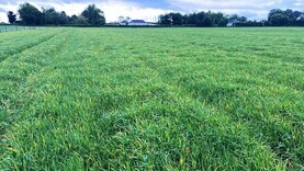 BYDV and waterlogging hitting spring barley