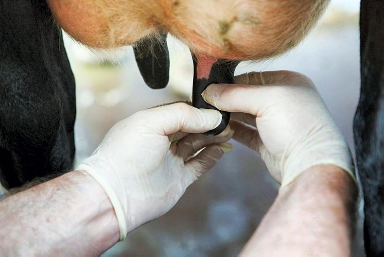 Vet's Corner: preventing summer mastitis 