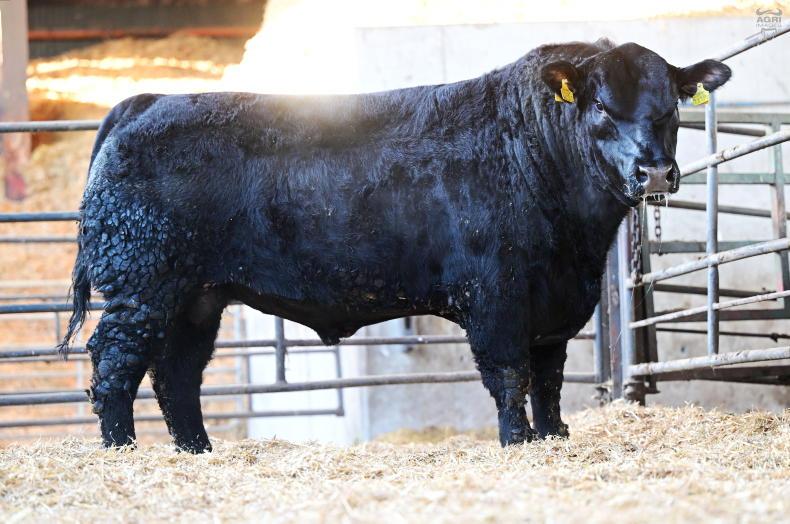 Most popular beef bulls used on dairy cows so far this year