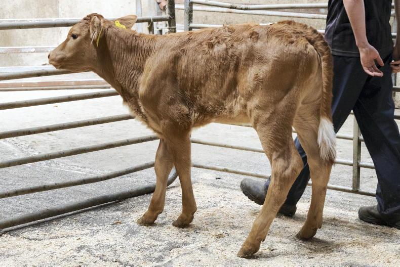 Camera at the Mart: calf prices jump €50 to €70/head in Carnew