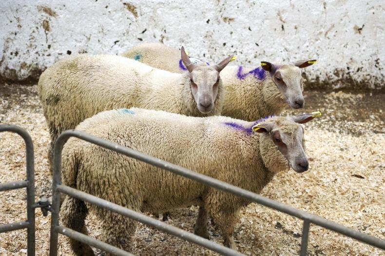 Camera at the Mart: solid lamb trade in Kingscourt Mart