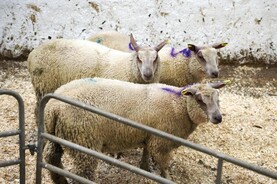Camera at the Mart: solid lamb trade in Kingscourt Mart
