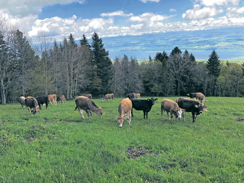 Developing more profitable and sustainable dairy calf-to-beef systems