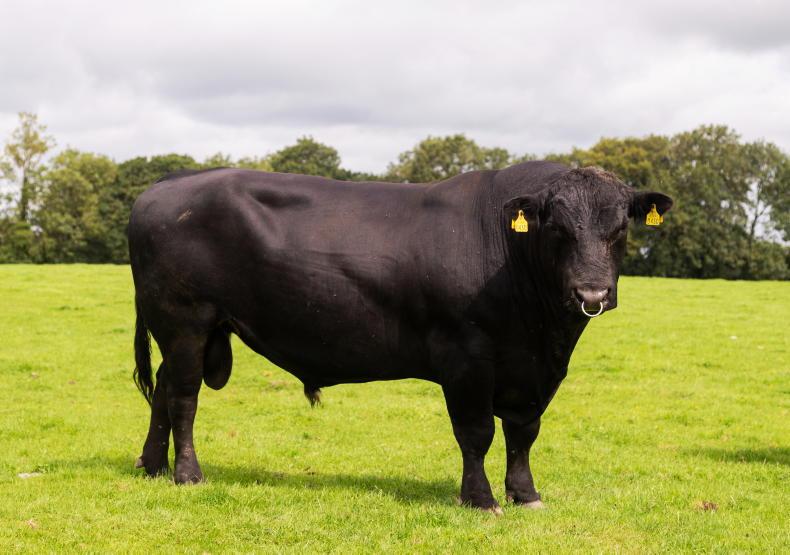 Angus wins the popular choice of sire in 2025