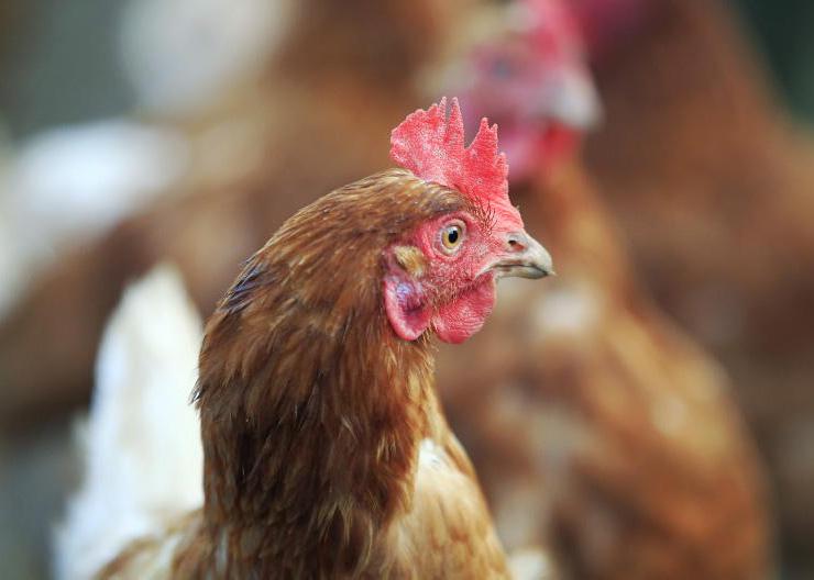 Over-sized poultry shed to be taken down