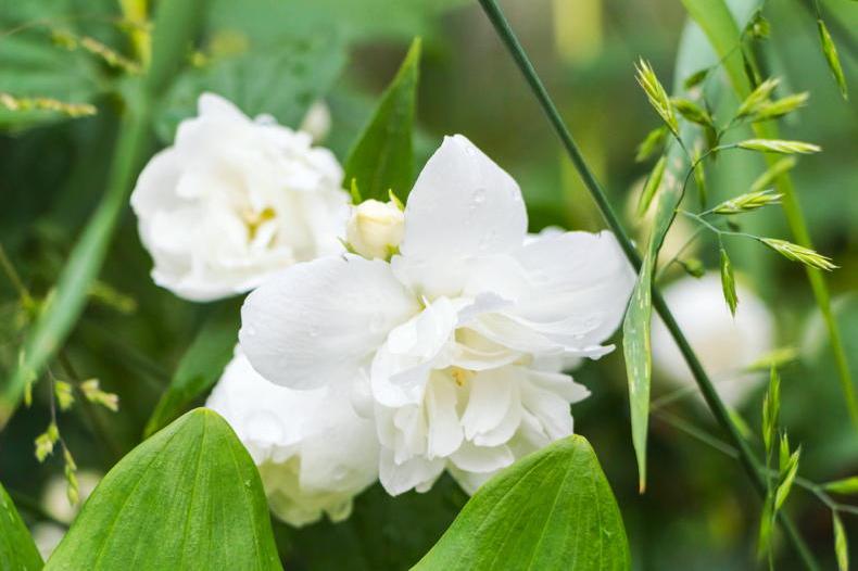 Gardening with Paul: Mock Orange flowers bring a Mediterranean scent 