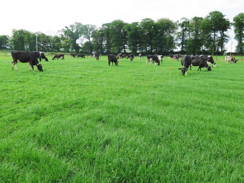 Bord Bia hosts Asian buyers in Ireland with the hope of expanding exports