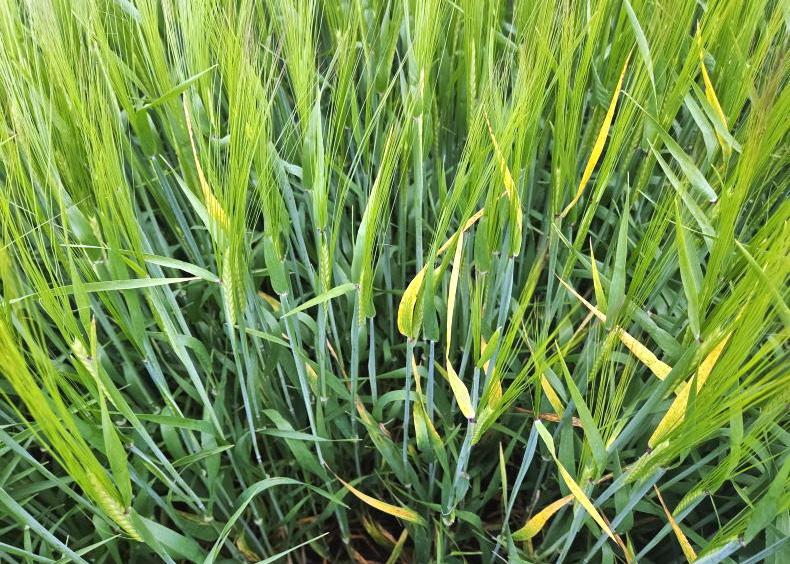 Tillage management: yellow leaves from virus and grass weeds