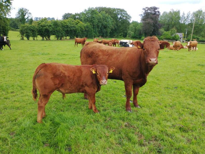 Beef farmers miss out on over £1m