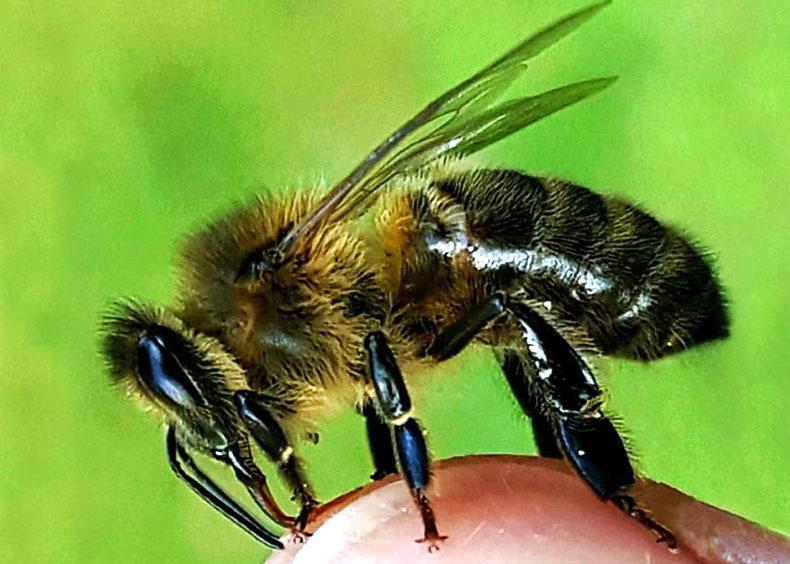 Home is sought for Banner bees 