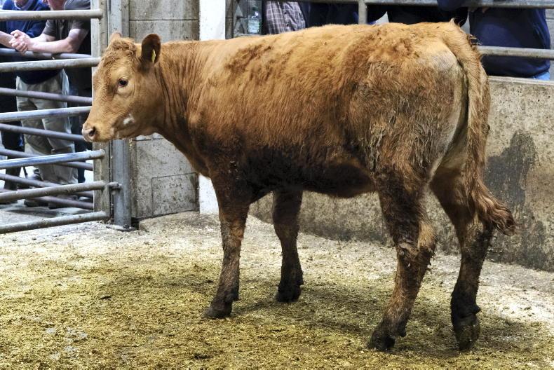 MartBids Database: light cattle a tougher trade