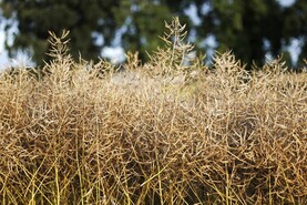 Grain Trends: oilseed back, wheat up again