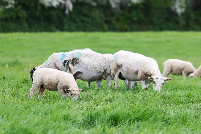 Sheep management: drafting lambs, cobalt supplementation and blowfly protection