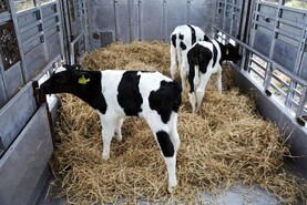 Fresh blow to Irish calf exports
