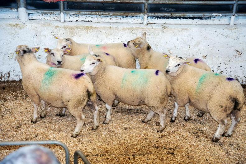 Sheep Trends: lamb quotes steady to 10c/kg lower 