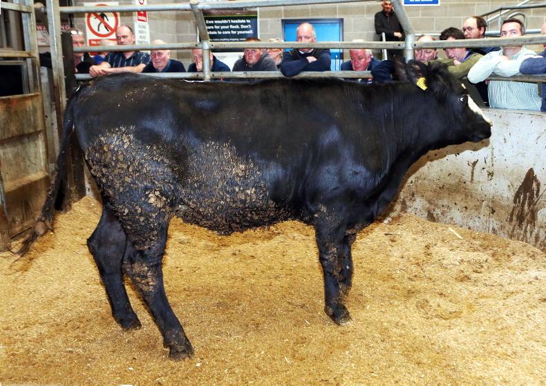 Northern View: no change in base quotes for beef