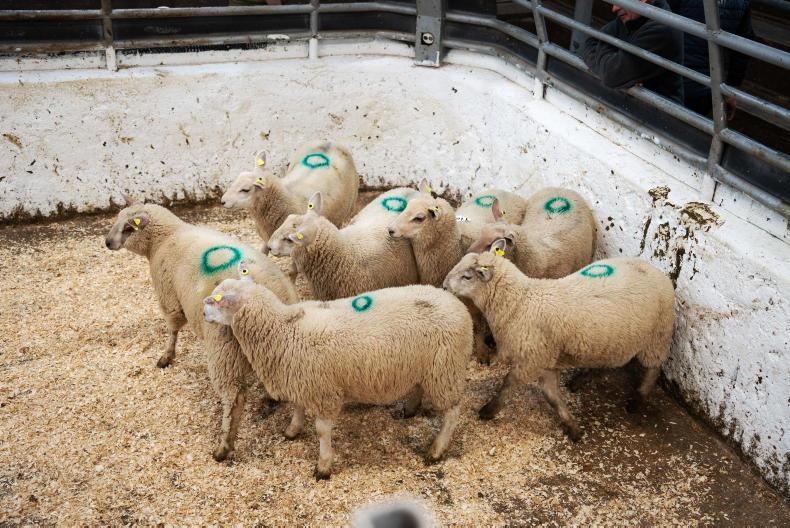 Sheep mart watch: slight easing of prices but keen demand for stores