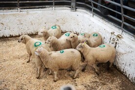 Sheep mart watch: slight easing of prices but keen demand for stores