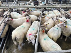 Camera at the Mart: steady prices for spring lambs in Athenry