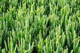 Counting spores to detect diseases early