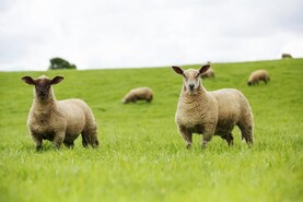 Sheep price update: base quotes cut by 20c/kg to 40c/kg