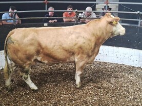 Camera at the Mart: exceptional quality cull cows on offer in Elphin Mart