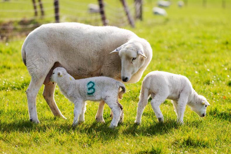Easycare open day heading to Johnston farm in Antrim