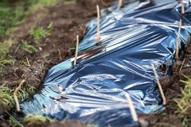 Many unknowns around carbon farming – Minister