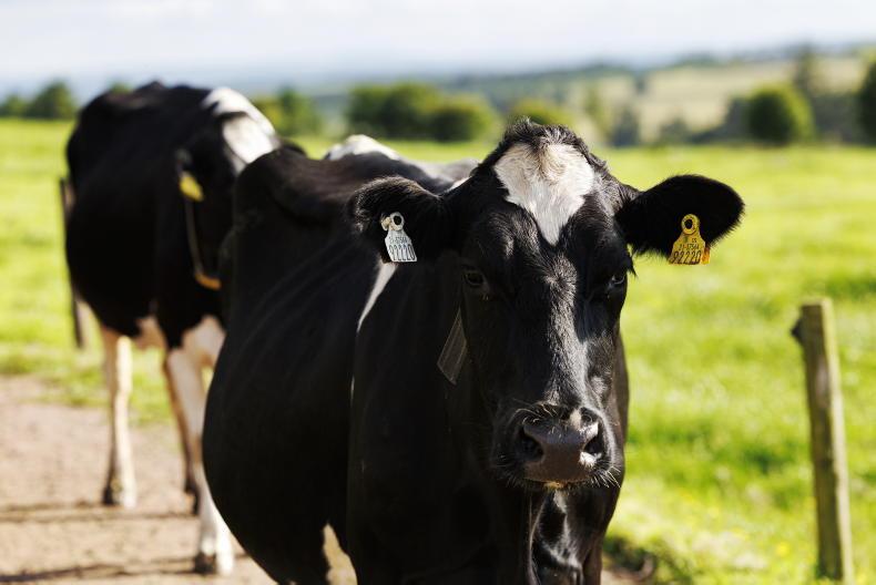 Agri jobs: dairy farm assistants highly sought after