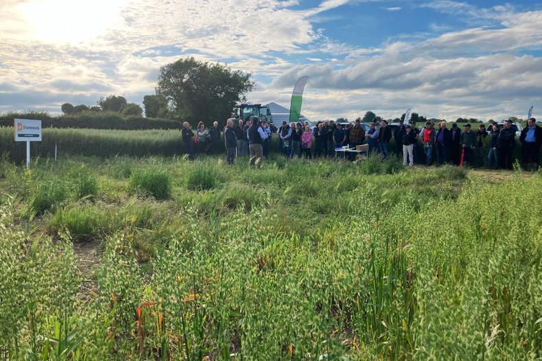 Grass weeds worse this season, but no longer being ignored