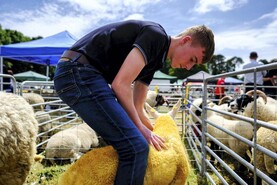 Watch: this week in pictures as farm walks and shows take center stage