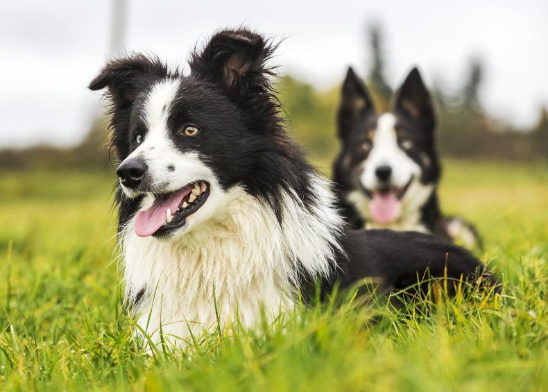 Recognising and preventing health issues in sheepdogs during peak temperatures