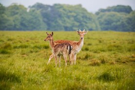 Issue of unsustainable deer population to be highlighted at FRS forest walk 