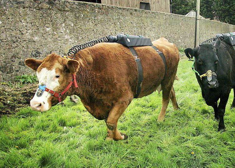 Dempsey at Large:  setting our livestock and methane targets