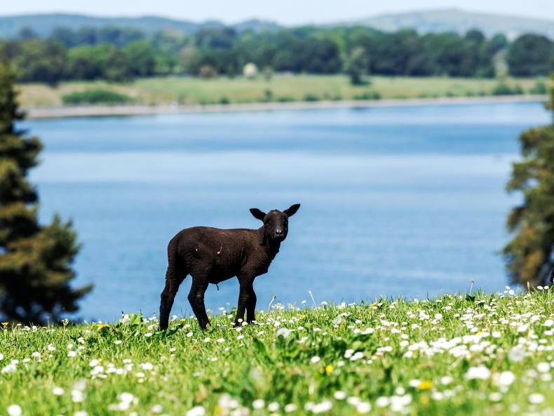 Bord Bia launches campaign to encourage young people to choose lamb