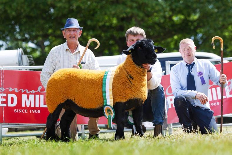 Kenny's ewes are all-Ireland champions