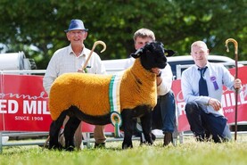 Kenny's ewes are all-Ireland champions