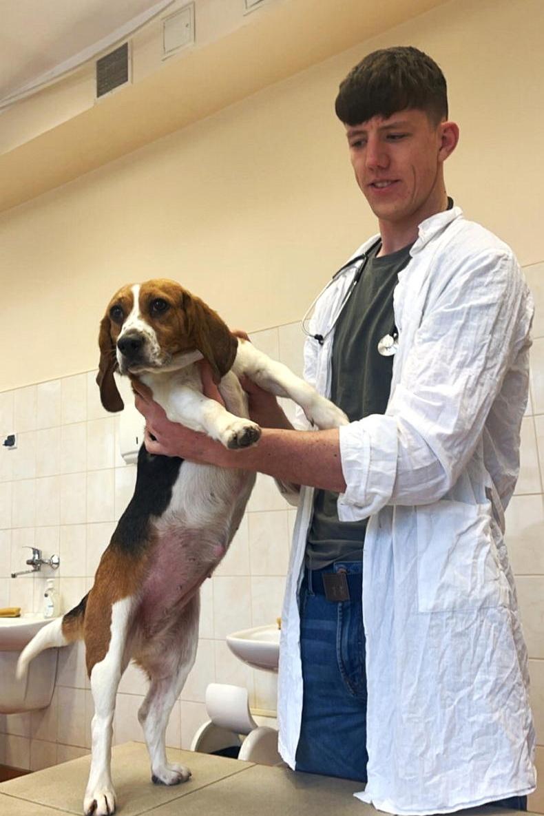 Why are our future vets heading abroad?
