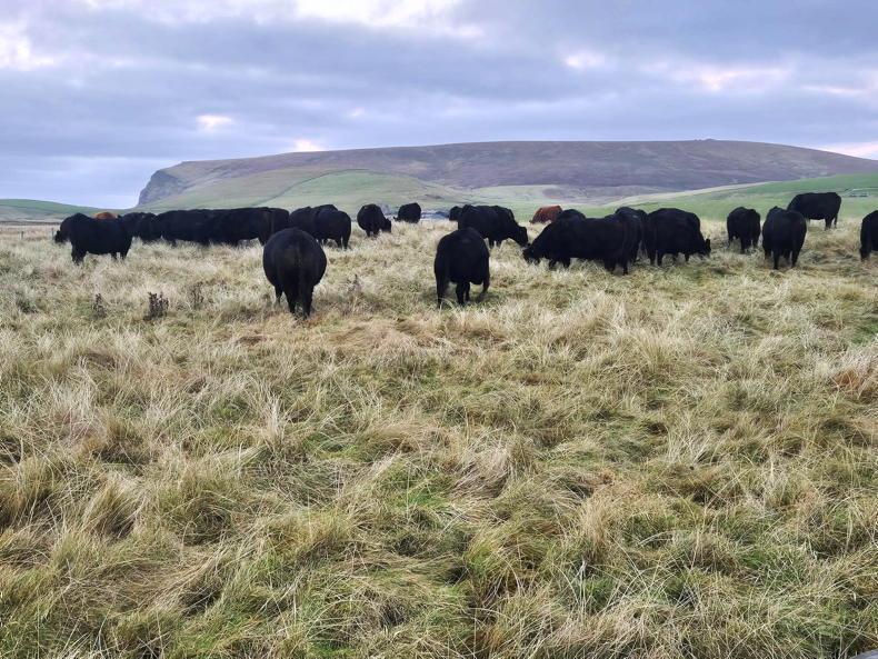 Export of Irish beef to Scotland 