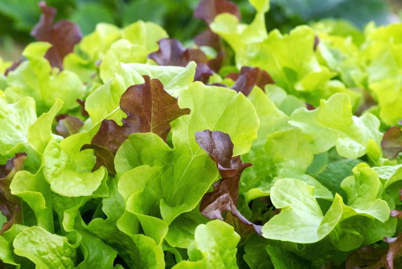 Gardening with Kitty: salad days are here again