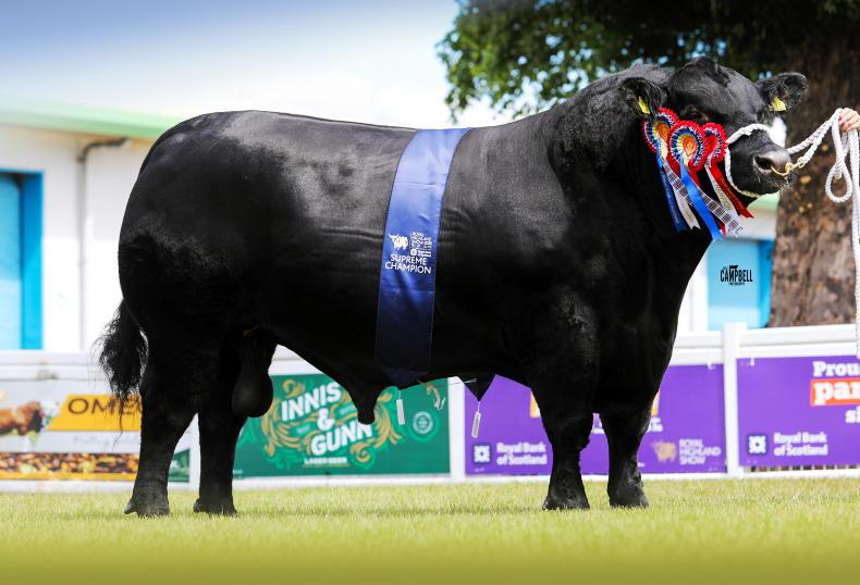 Highland glory for Black Voltage