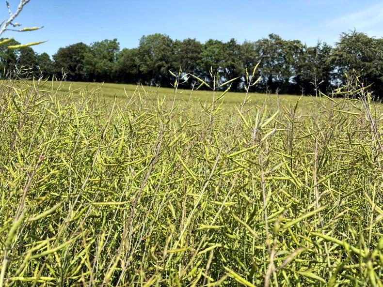 From the Tramlines: sun shines down as harvest edges closer