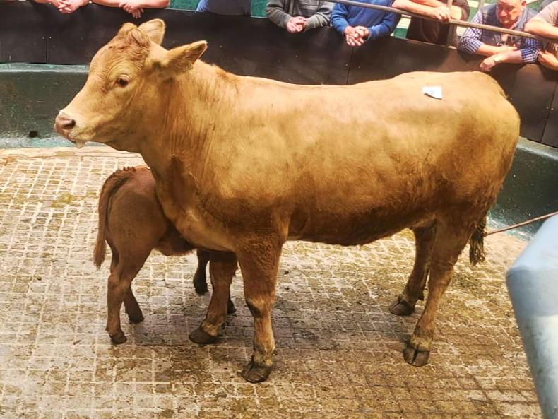 Camera at the Mart: good demand for sucklers in Milltown