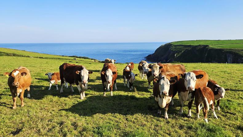 Farmer Writes: we need to futureproof the beef sector