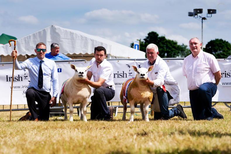 Galway-bred ram hits jackpot in Athlone