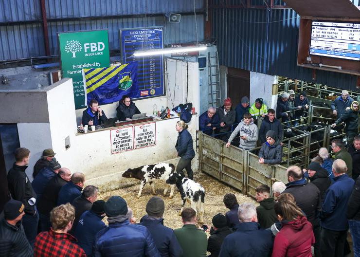 Throughput of calves at Cork Marts rises 16%