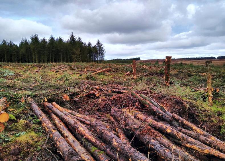 Sharp fall in numbers receiving forestry money 