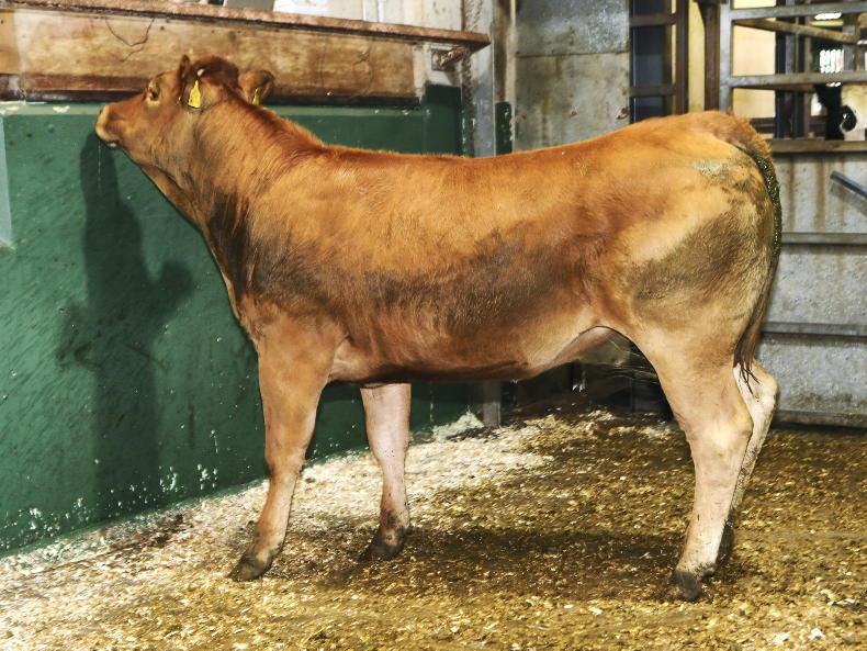 Steady trade for cattle at Omagh Mart