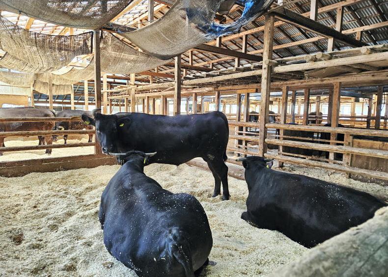 The rise of Wagyu beef in Ireland